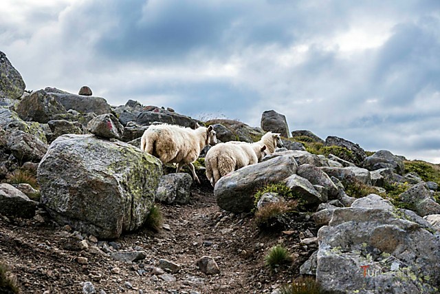 Sheep watching the route near Bossbu in the Norwegian mountains