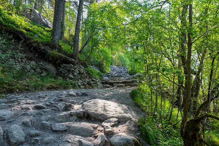 Rocky forest path climbing through green trees on the Preikestolen trail